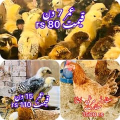 Golden|Misri|Lohman Brown|Egg Laying Hen|Desi|Murgi|Pathi|Female|Chick