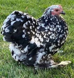 mottled bantam