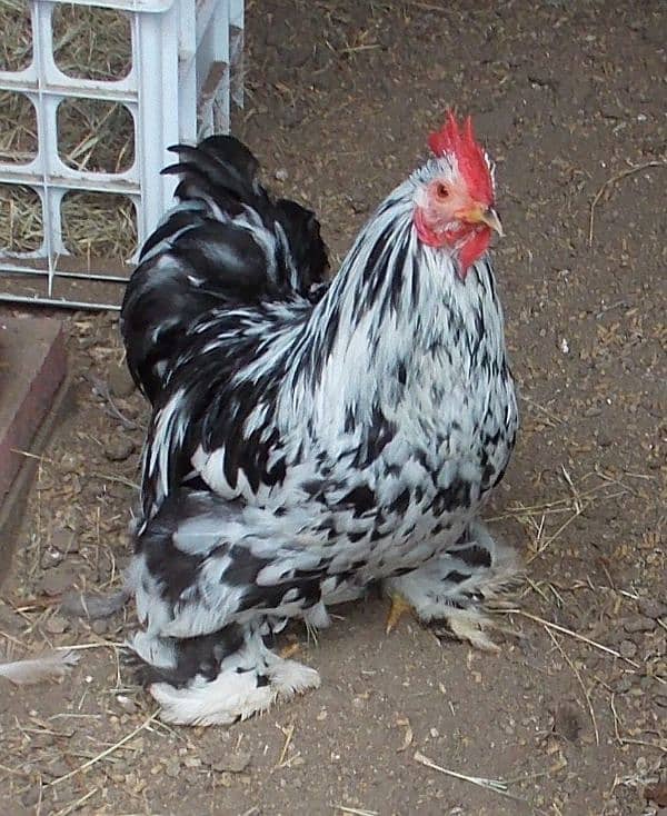 mottled bantam 1