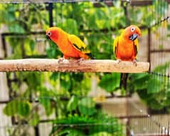 Sunconures