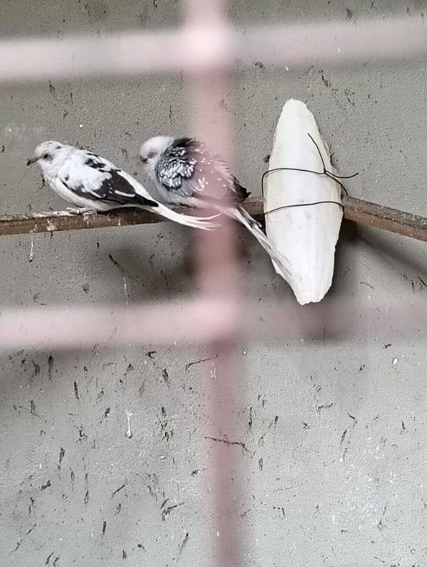 folding cage, Love birds, banglaies and dove for sale 6