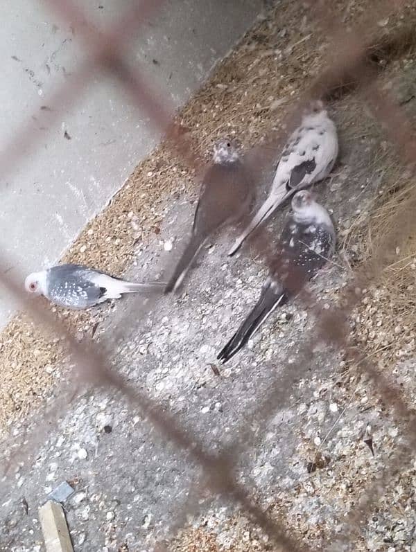 folding cage, Love birds, banglaies and dove for sale 7