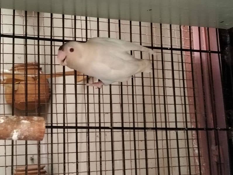 folding cage, Love birds, banglaies and dove for sale 8