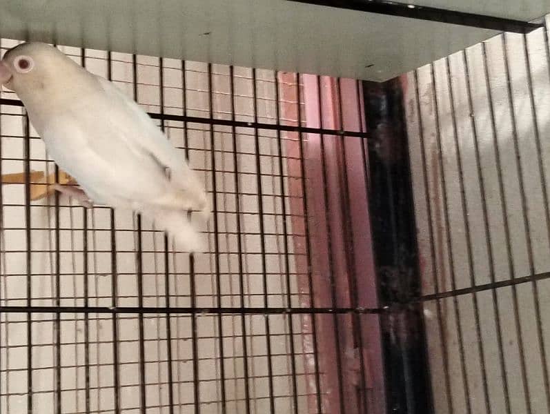 folding cage, Love birds, banglaies and dove for sale 9