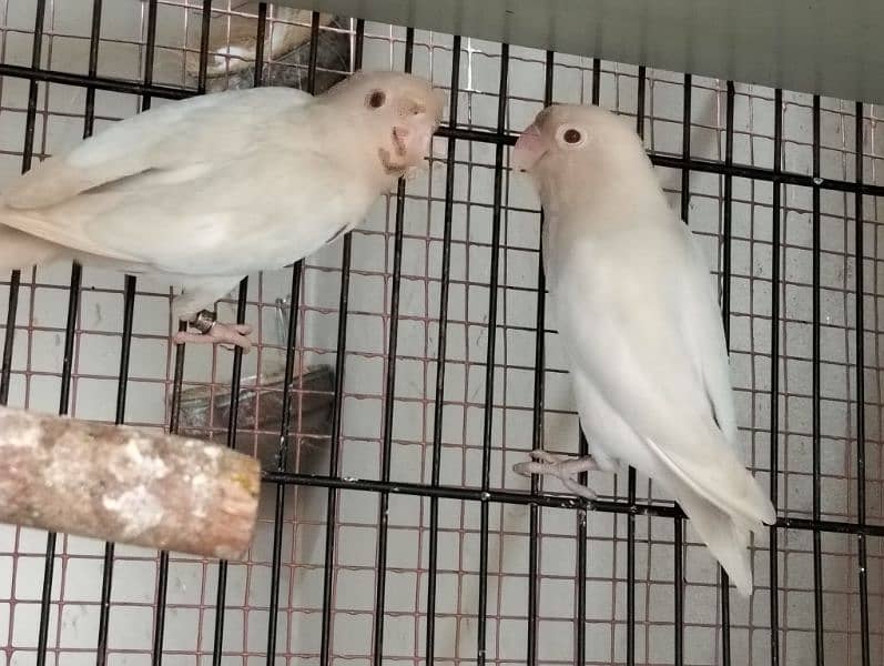 folding cage, Love birds, banglaies and dove for sale 10