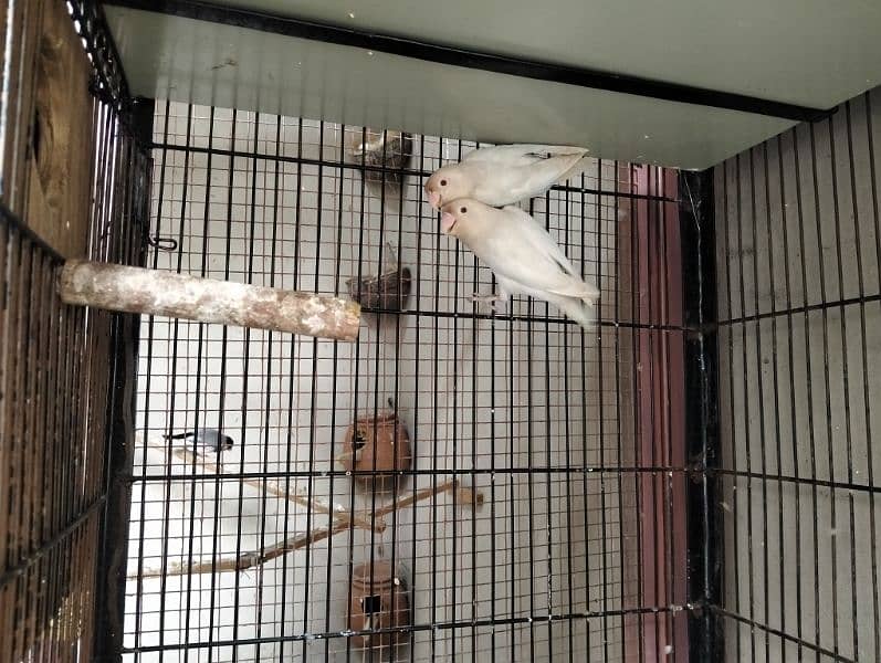 folding cage, Love birds, banglaies and dove for sale 11