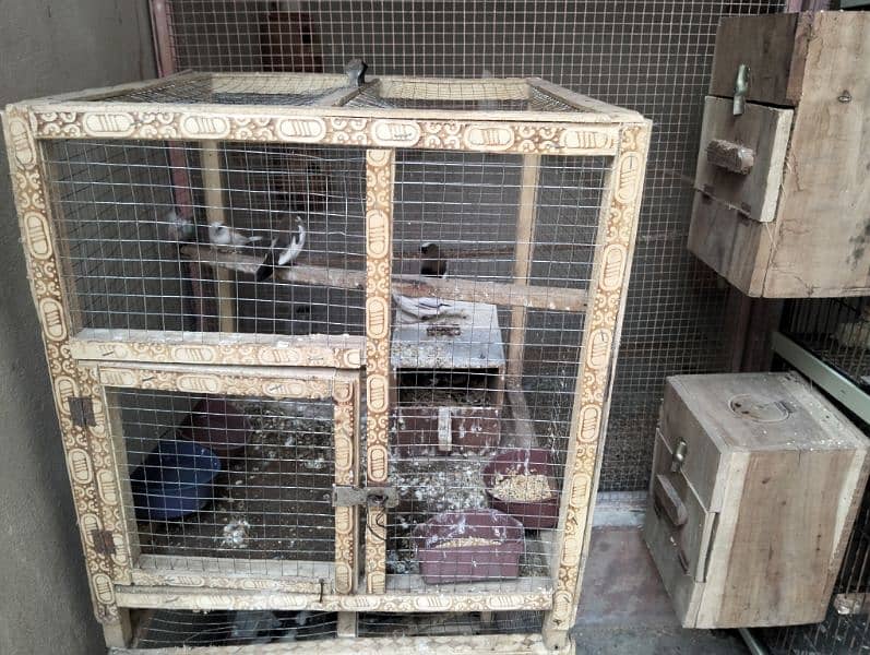 folding cage, Love birds, banglaies and dove for sale 12