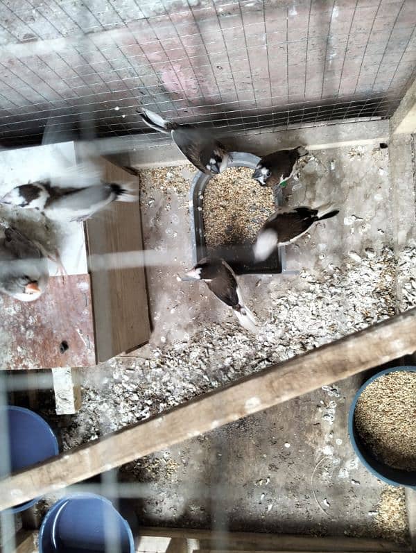 folding cage, Love birds, banglaies and dove for sale 13