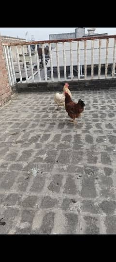 Hen. urgent sale