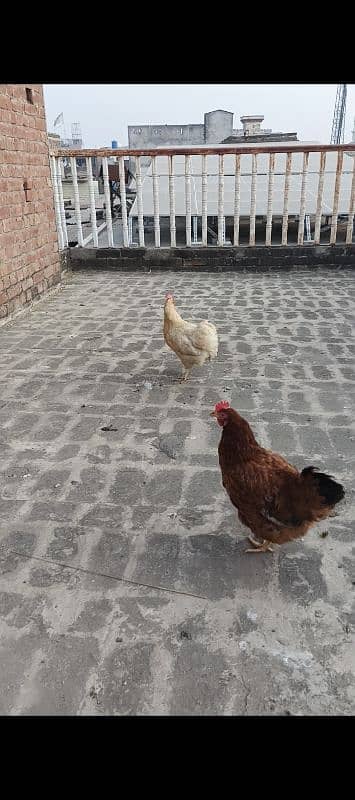 Hen. urgent sale 1