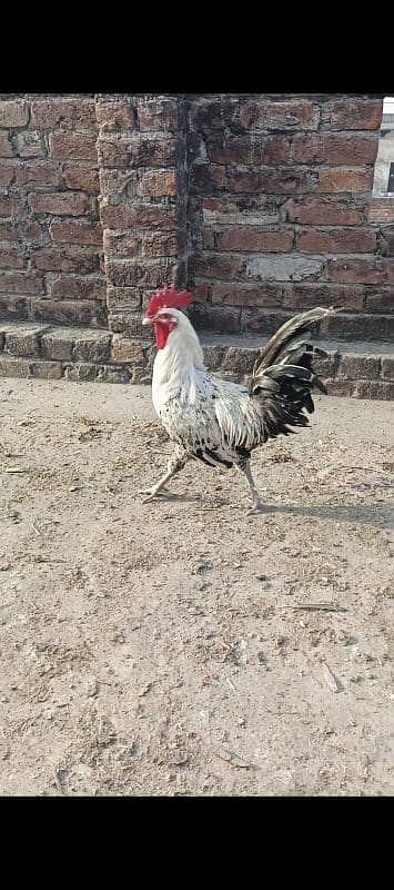 Hen. urgent sale 3