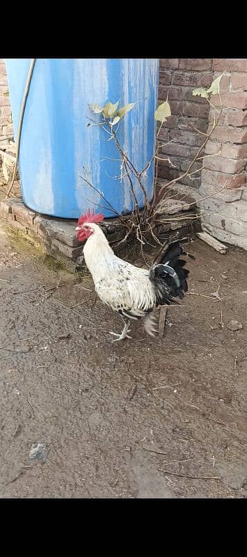 Hen. urgent sale 5