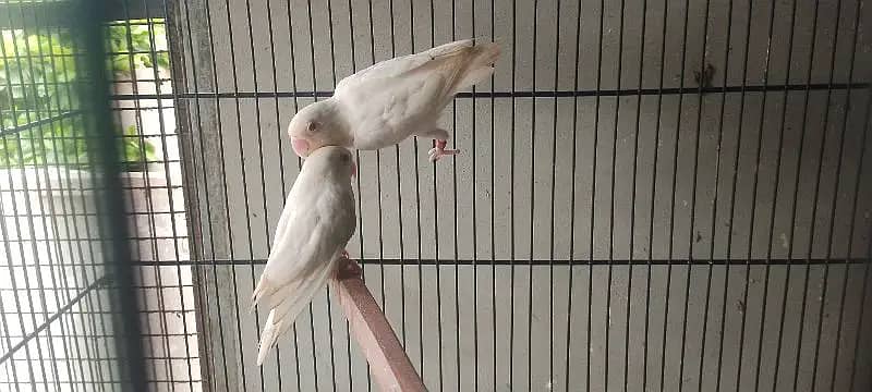 Albino Red Eyes Pair 0