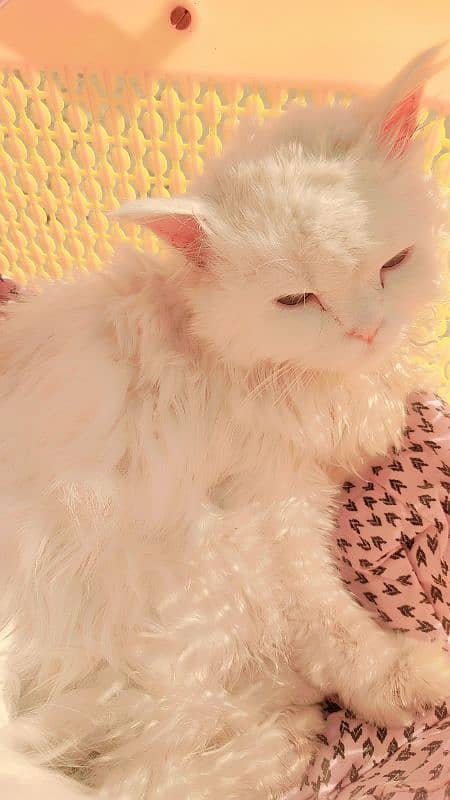 Persian cat female tripal cout age 1 years plues 4