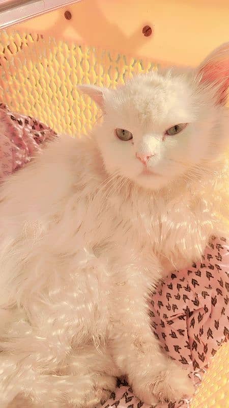 Persian cat female tripal cout age 1 years plues 5