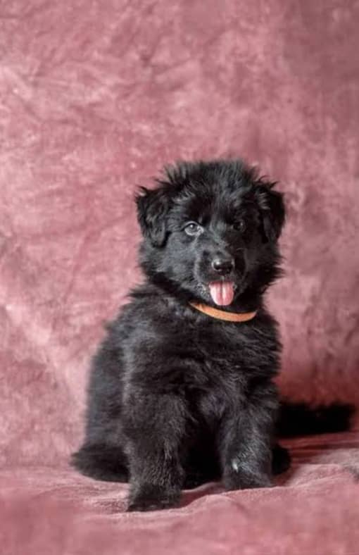 Black German Shepherd Puppies | German Shepherd Long Coat pair 1