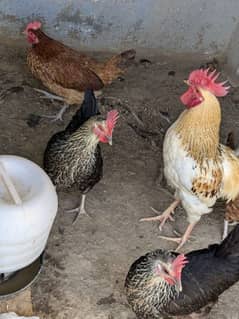 golden misri egg laying hens 6 female