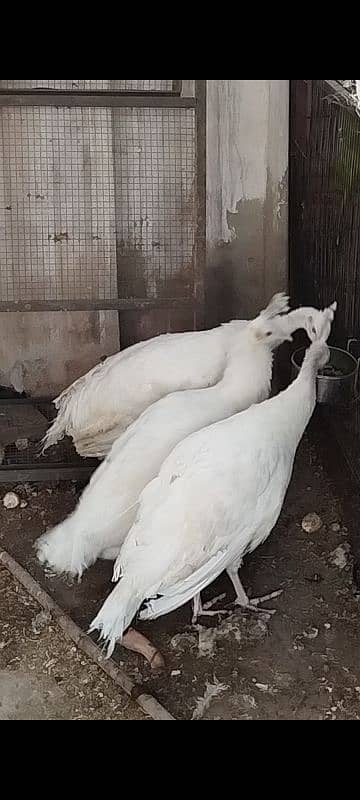 white peacock set 1 male 2 female 0