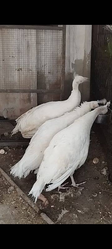 white peacock set 1 male 2 female 1