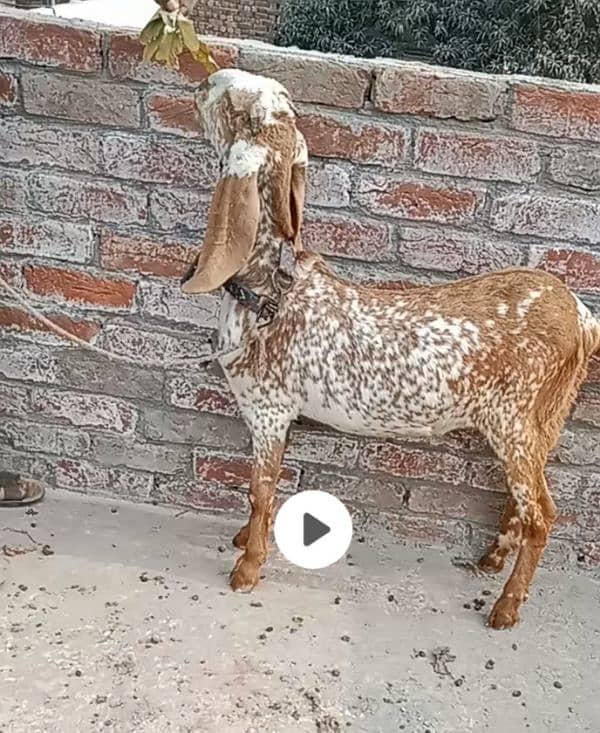 Makhi Cheeni goat/ 0