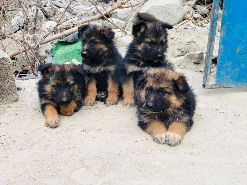 German Shepherd Puppies – Imported Bloodline 1