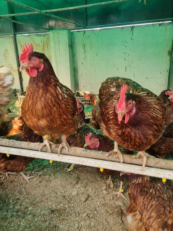 Lohman Brown Hens| lohmann hen | egg laying Hen | murghi |F1 breed 5