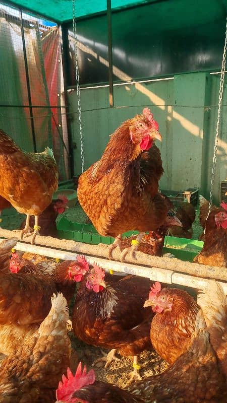 Lohman Brown Hens| lohmann hen | egg laying Hen | murghi |F1 breed 6