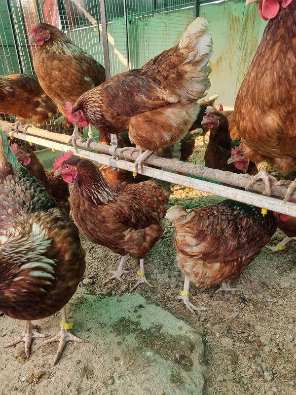 Lohman Brown Hens| lohmann hen | egg laying Hen | murghi |F1 breed 7