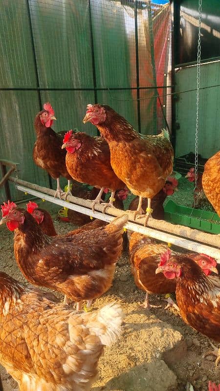 Lohman Brown Hens| lohmann hen | egg laying Hen | murghi |F1 breed 8