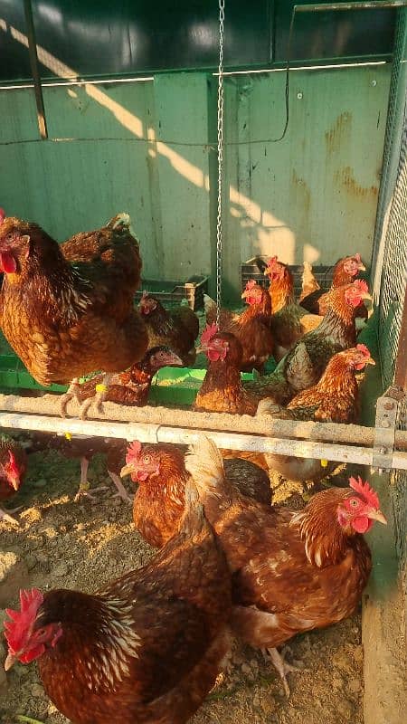 Lohman Brown Hens| lohmann hen | egg laying Hen | murghi |F1 breed 9