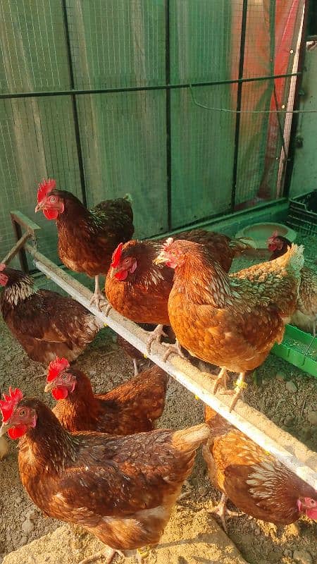 Lohman Brown Hens| lohmann hen | egg laying Hen | murghi |F1 breed 10