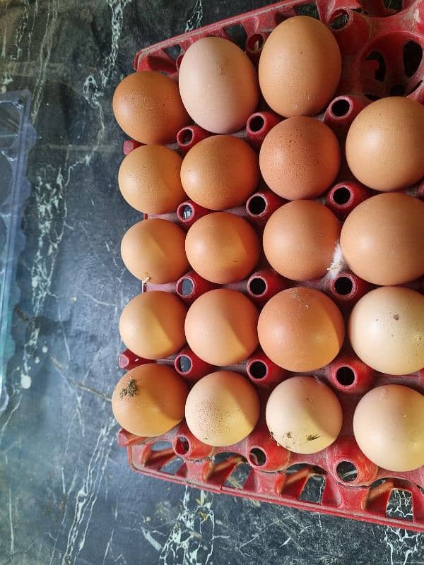 Lohman Brown Hens| lohmann hen | egg laying Hen | murghi |F1 breed 11