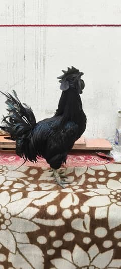 ayam camani bredar mali fore sale contact 03007601512