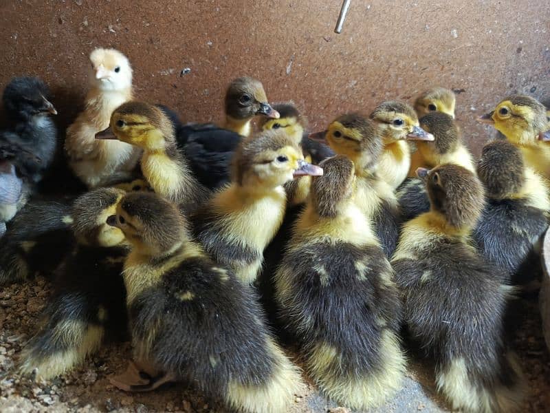 Muscovy Duck Babies 0