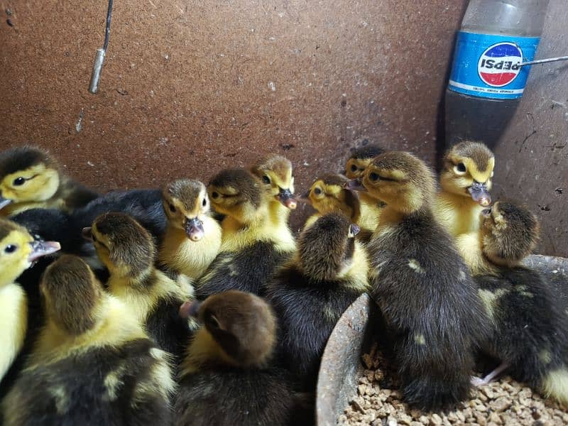 Muscovy Duck Babies 1