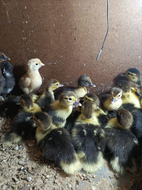 Muscovy Duck Babies 2