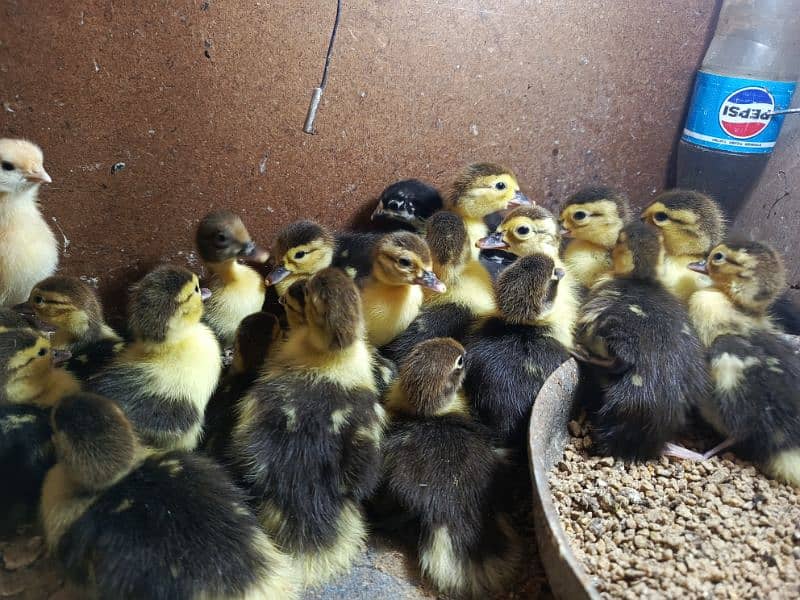 Muscovy Duck Babies 3