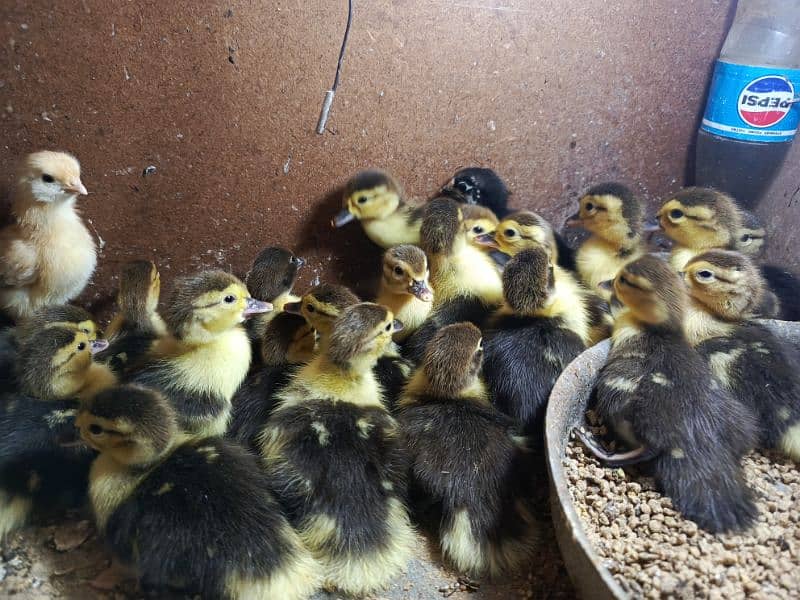 Muscovy Duck Babies 4