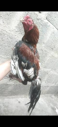 Amroha breed Aseel murga rooster