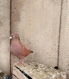 Fancy pigeon