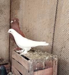 Fancy pigeon