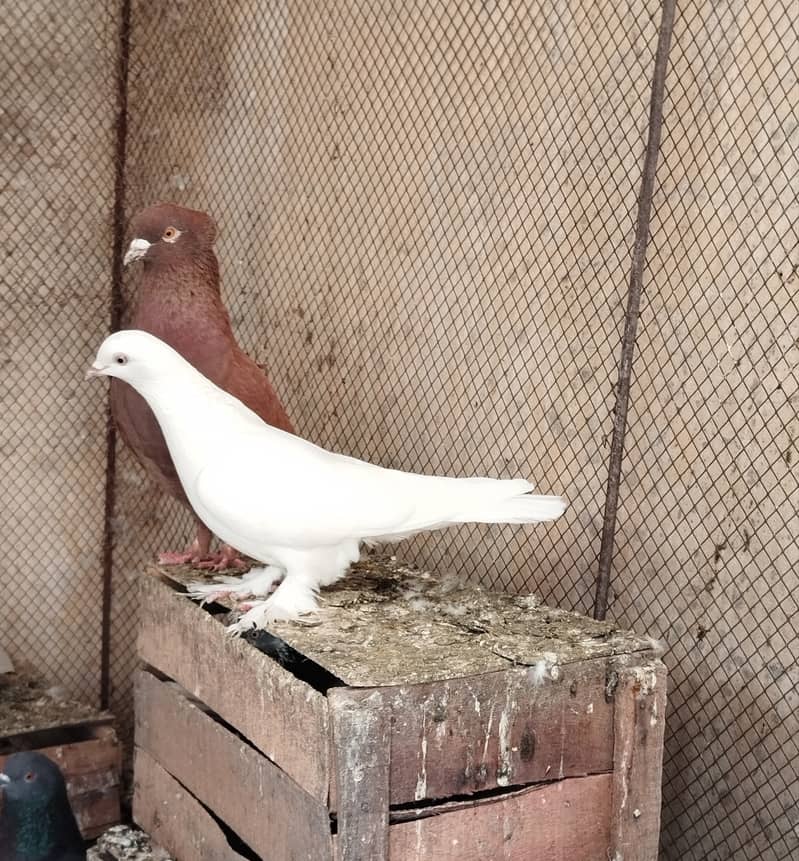 Fancy pigeon 0