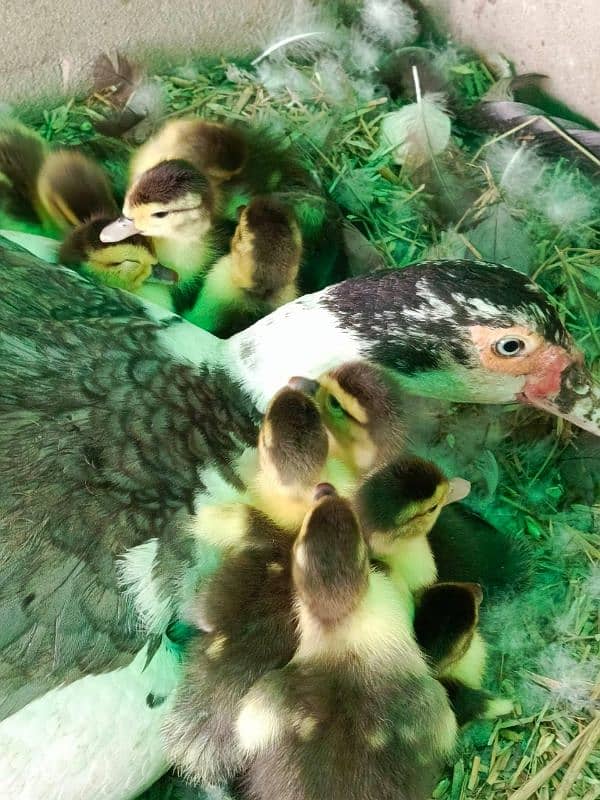 Muscovy Duck 0