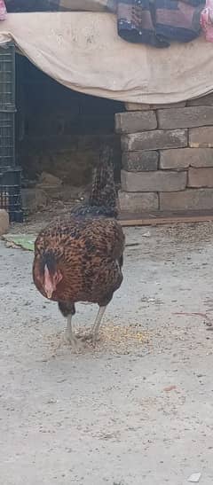 I m selling 2 hens and 1 coock home kept