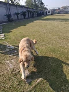 Golden Retriever Male Dog