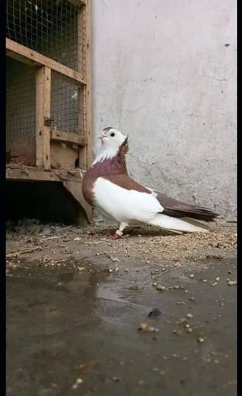 Reddish Brown Felegehazer breeder pigeon pair 0