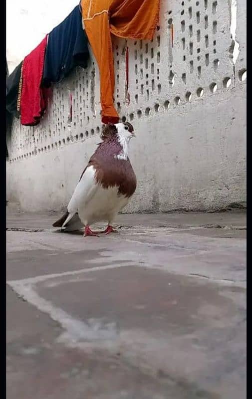 Reddish Brown Felegehazer breeder pigeon pair 1