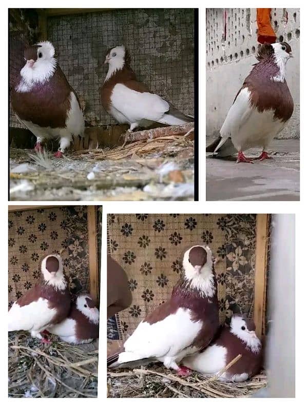 Reddish Brown Felegehazer breeder pigeon pair 2