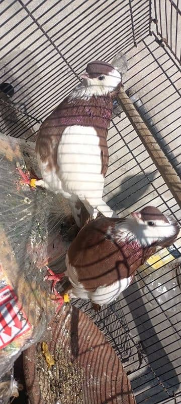 Reddish Brown Felegehazer breeder pigeon pair 3