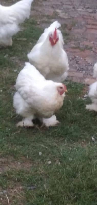 White Heavy Buff & Golden Heavy buff, Eggs 6